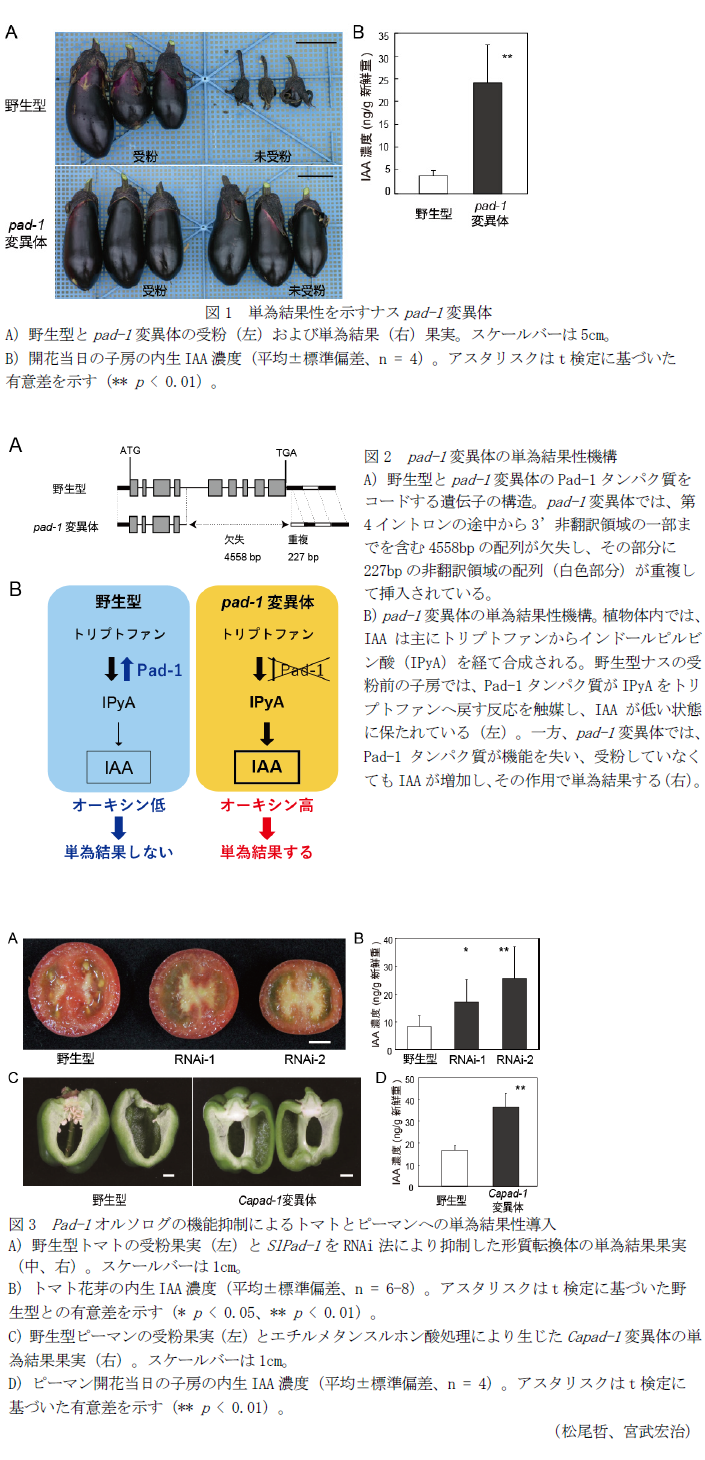 図1 単為結果性を示すナスpad-1変異体,図2 pad-1変異体の単為結果性機構,図3 Pad-1オルソログの機能抑制によるトマトとピーマンへの単為結果性導入