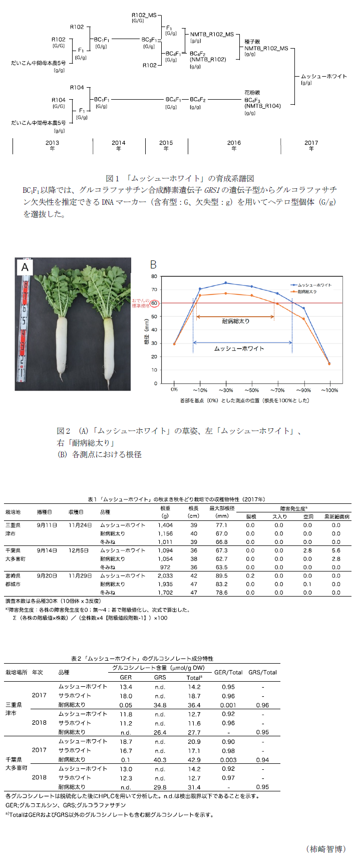 図1 「ムッシューホワイト」の育成系譜図,図2 (A)「ムッシューホワイト」の草姿、左「ムッシューホワイト」、右「耐病総太り」 (B) 各測点における根径,表1 「ムッシューホワイト」の秋まき秋冬どり栽培での収穫物特性(2017年),表2 「ムッシューホワイト」のグルコシノレート成分特性