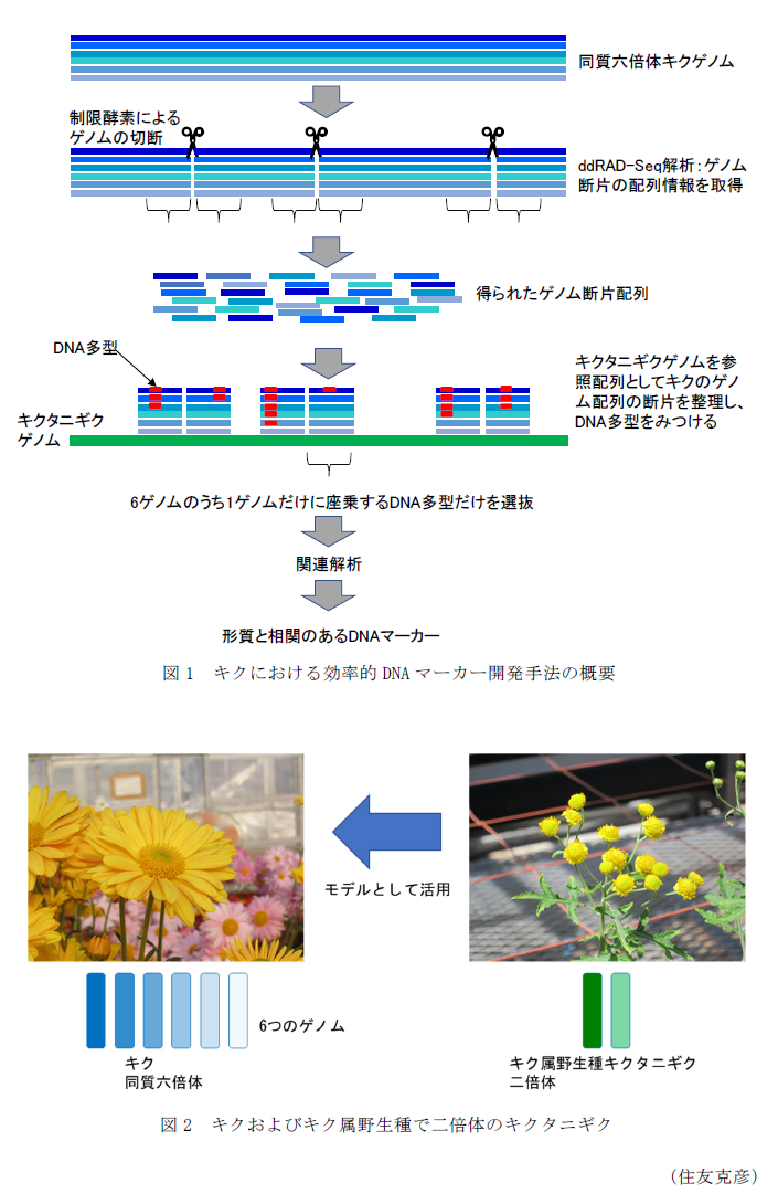 図1 キクにおける効率的DNAマーカー開発手法の概要,図2 キクおよびキク属野生種で二倍体のキクタニギク