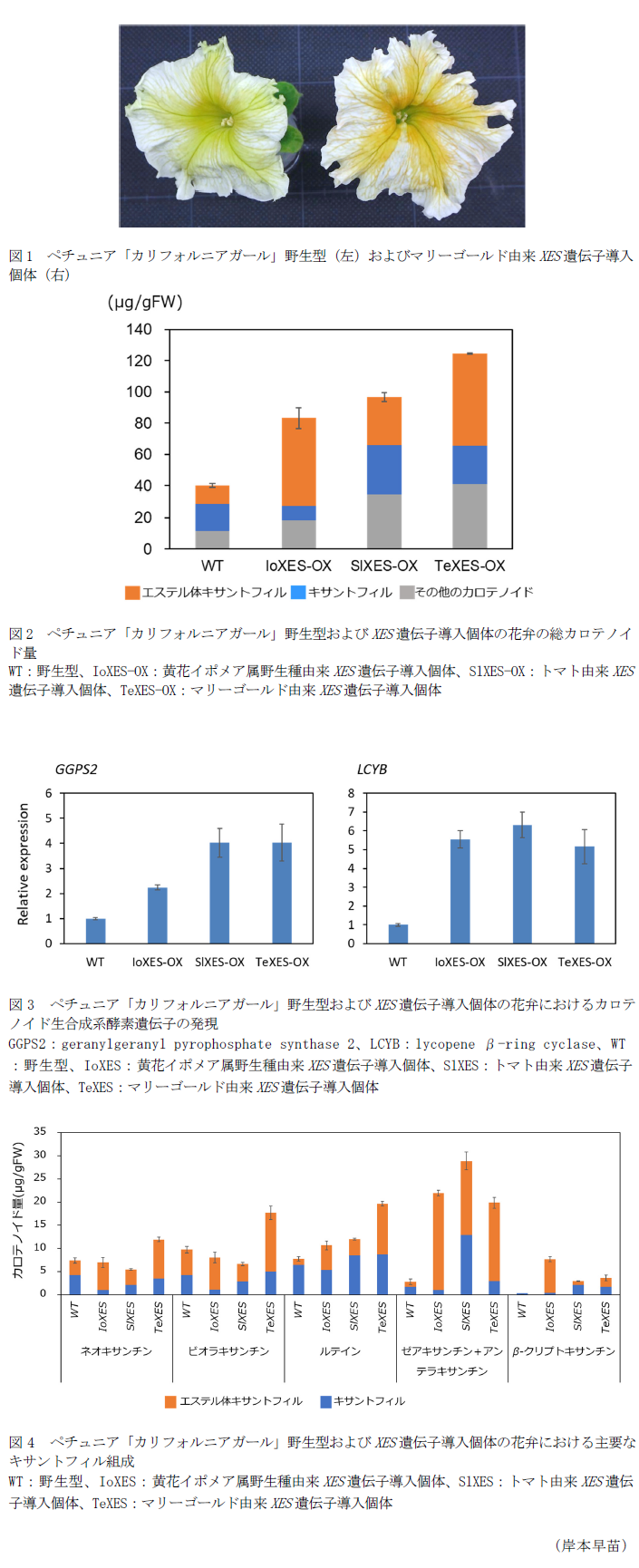 図1 ペチュニア「カリフォルニアガール」野生型(左)およびマリーゴールド由来XES遺伝子導入個体(右),図2 ペチュニア「カリフォルニアガール」野生型およびXES遺伝子導入個体の花弁の総カロテノイド量,図3 ペチュニア「カリフォルニアガール」野生型およびXES遺伝子導入個体の花弁におけるカロテノイド生合成系酵素遺伝子の発現,図4 ペチュニア「カリフォルニアガール」野生型およびXES遺伝子導入個体の花弁における主要なキサントフィル組成
