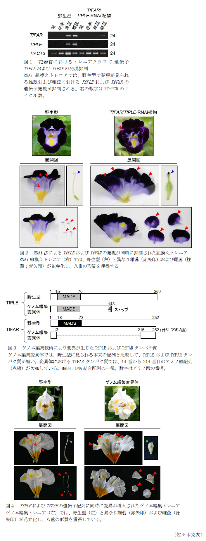 図1 花器官におけるトレニアクラスC遺伝子TfPLEおよびTfFARの発現抑制,図2 RNAi法によるTfPLEおよびTfFARの発現が同時に抑制された組換えトレニア,図3 ゲノム編集技術により変異が生じたTfPLEおよびTfFARタンパク質,図4 TfPLEおよびTfFARの遺伝子配列に同時に変異が導入されたゲノム編集トレニア