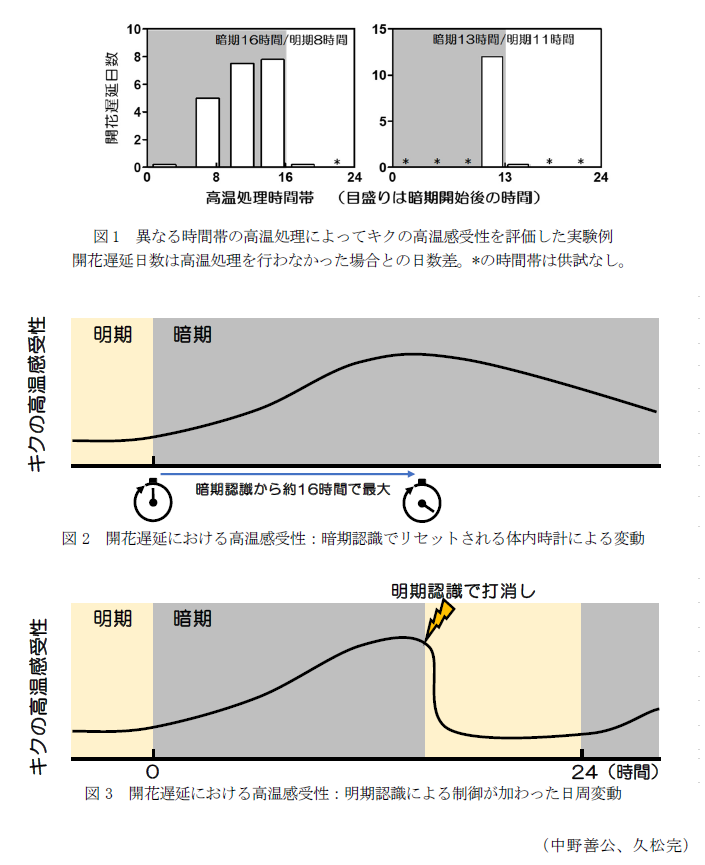 図1 異なる時間帯の高温処理によってキクの高温感受性を評価した実験例,図2 開花遅延における高温感受性:暗期認識でリセットされる体内時計による変動,図3 開花遅延における高温感受性:明期認識による制御が加わった日周変動