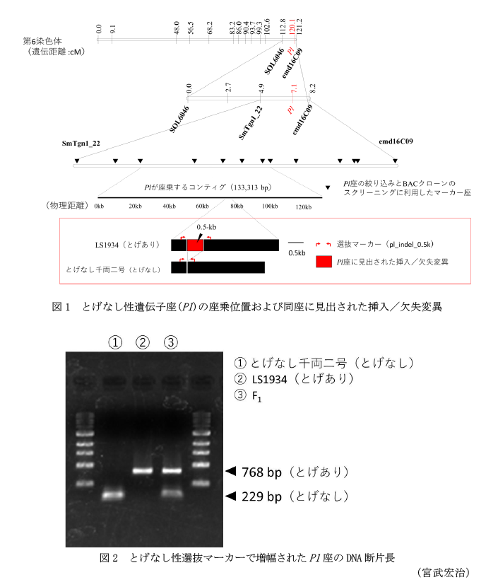 図1 とげなし性遺伝子座(Pl)の座乗位置および同座に見出された挿入/欠失変異,図2 とげなし性選抜マーカーで増幅されたPl座のDNA断片長
