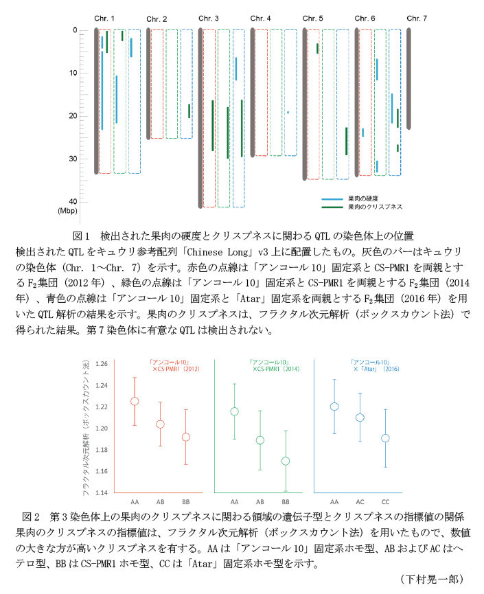 図1 検出された果肉の硬度とクリスプネスに関わるQTLの染色体上の位置,図2 第3染色体上の果肉のクリスプネスに関わる領域の遺伝子型とクリスプネスの指標値の関係