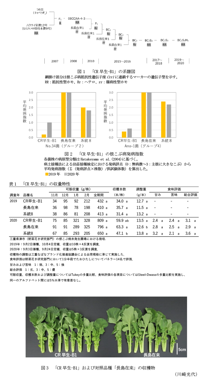 図1 「CR早生-B1」の系譜図,図2 「CR早生-B1」の根こぶ病発病指数,表1 「CR早生-B1」の収量特性,図3 「CR早生-B1」および対照品種「長島在来」の収穫物