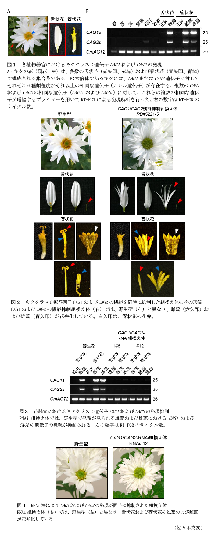 図1 各植物器官におけるキククラスC遺伝子CAG1およびCAG2の発現,図2 キククラスC転写因子CAG1およびCAG2の機能を同時に抑制した組換え体の花の形質,図3 花器官におけるキククラスC遺伝子CAG1およびCAG2の発現抑制,図4 RNAi法によりCAG1およびCAG2の発現が同時に抑制された組換え体