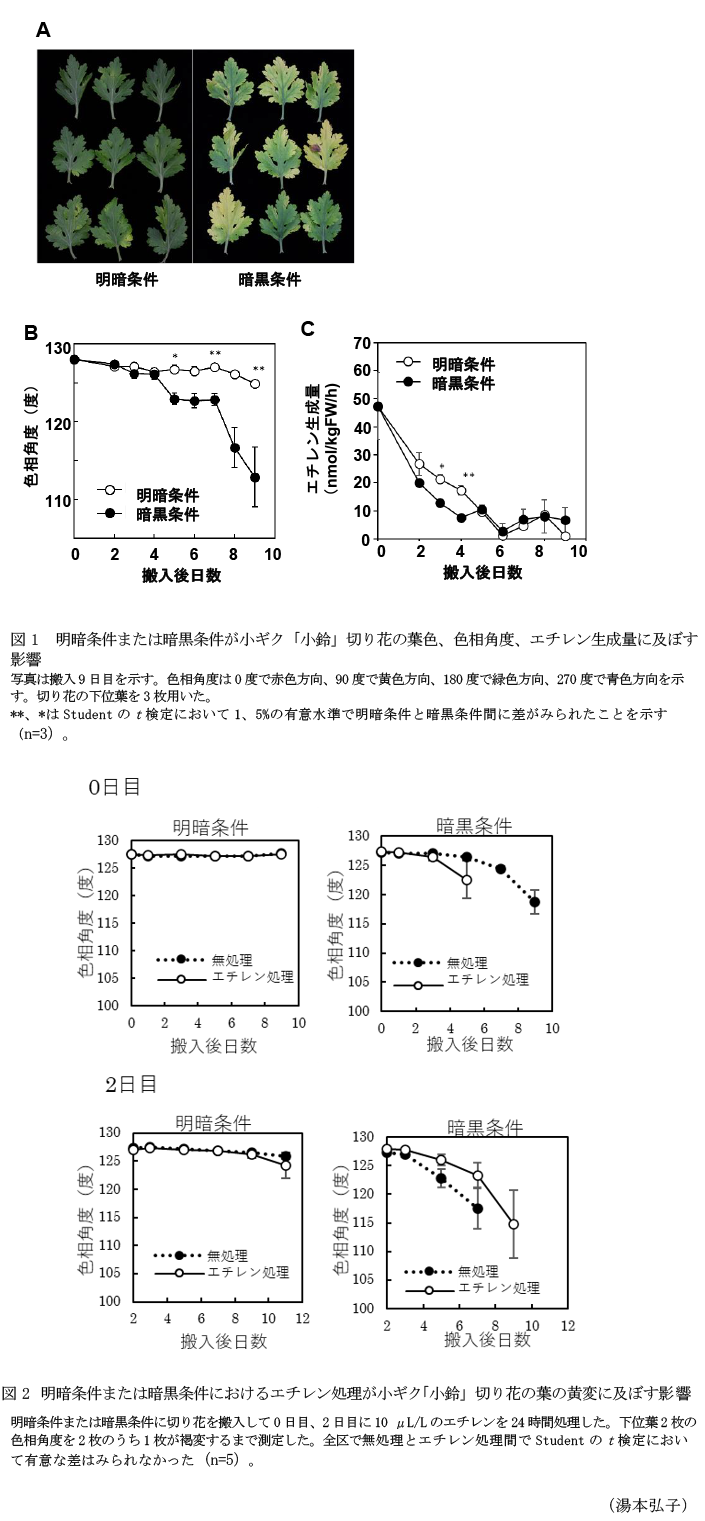 図1 明暗条件または暗黒条件が小ギク「小鈴」切り花の葉色、色相角度、エチレン生成量に及ぼす影響,図2 明暗条件または暗黒条件におけるエチレン処理が小ギク「小鈴」切り花の葉の黄変に及ぼす影響