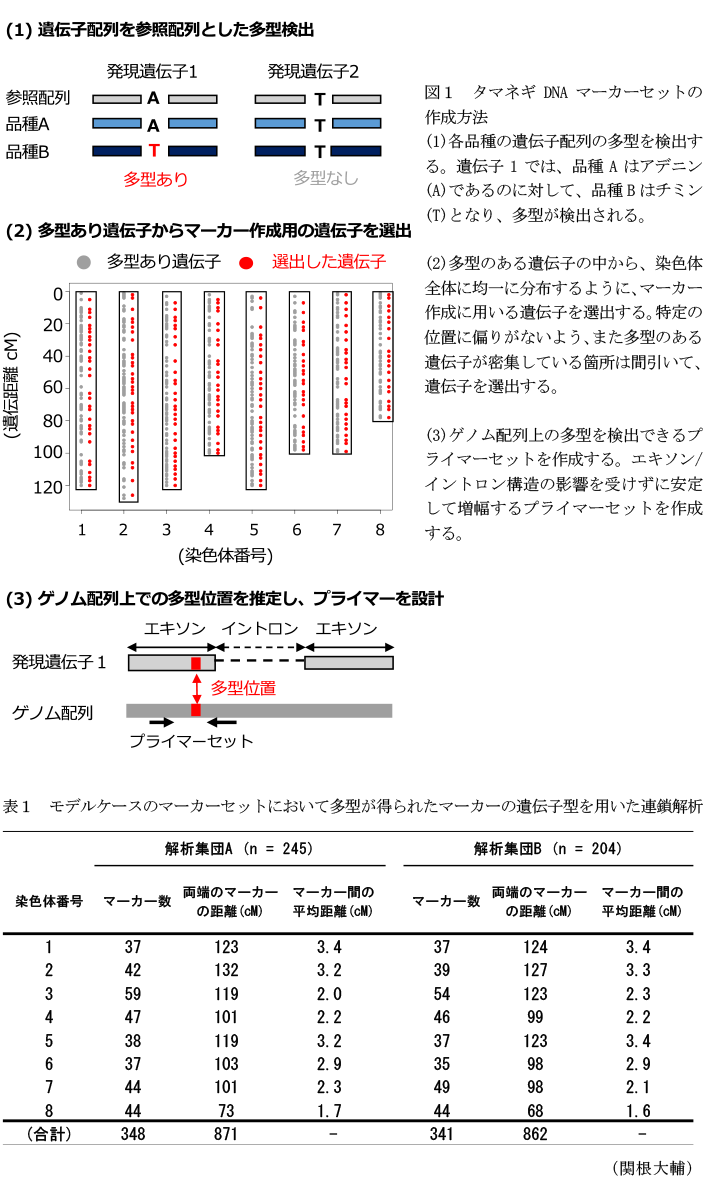 図1 タマネギDNAマーカーセットの作成方法,表1 モデルケースのマーカーセットにおいて多型が得られたマーカーの遺伝子型を用いた連鎖解析