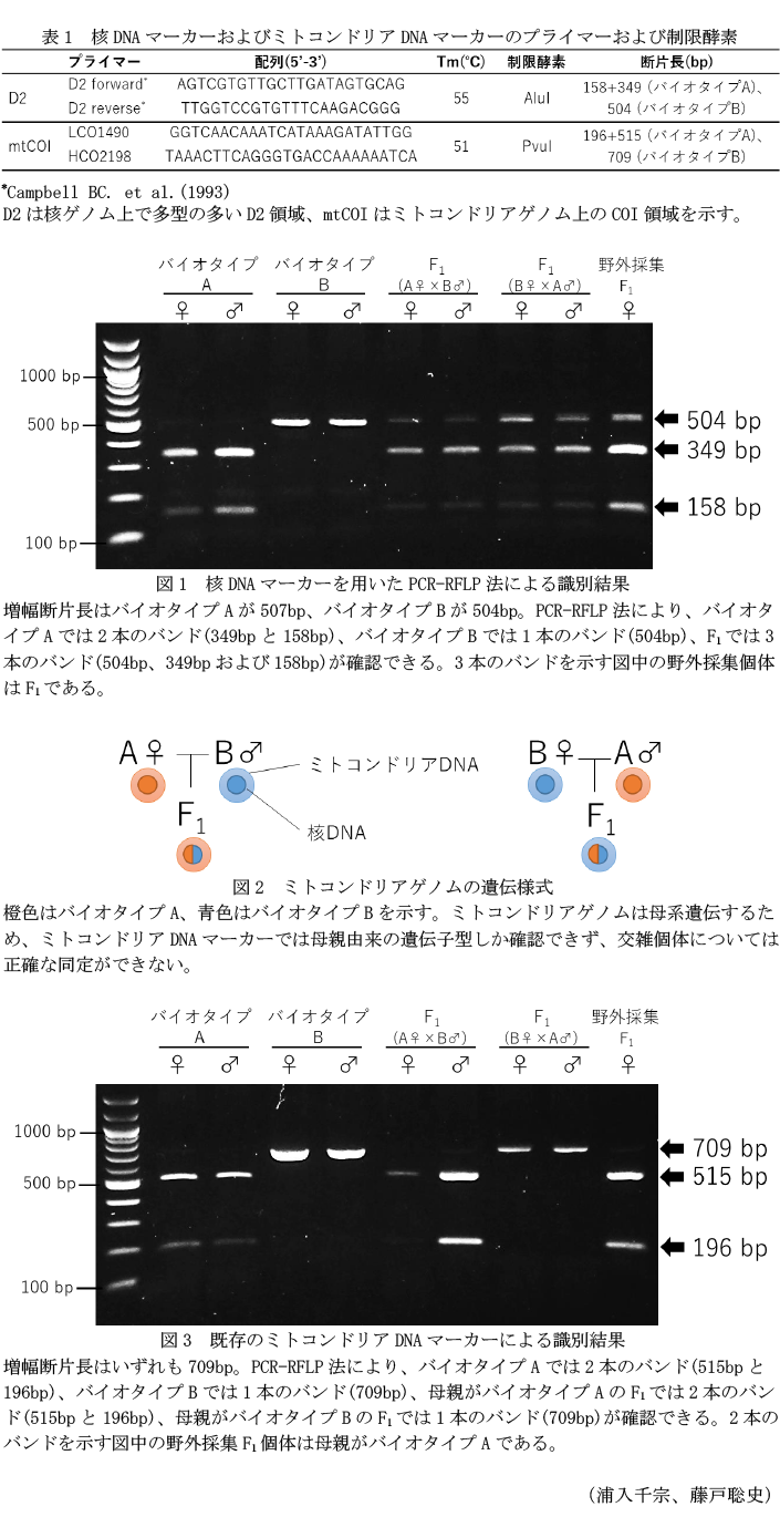 表1 核DNAマーカーおよびミトコンドリアDNAマーカーのプライマーおよび制限酵素,図1 核DNAマーカーを用いたPCR-RFLP法による識別結果,図2 ミトコンドリアゲノムの遺伝様式,図3 既存のミトコンドリアDNAマーカーによる識別結果