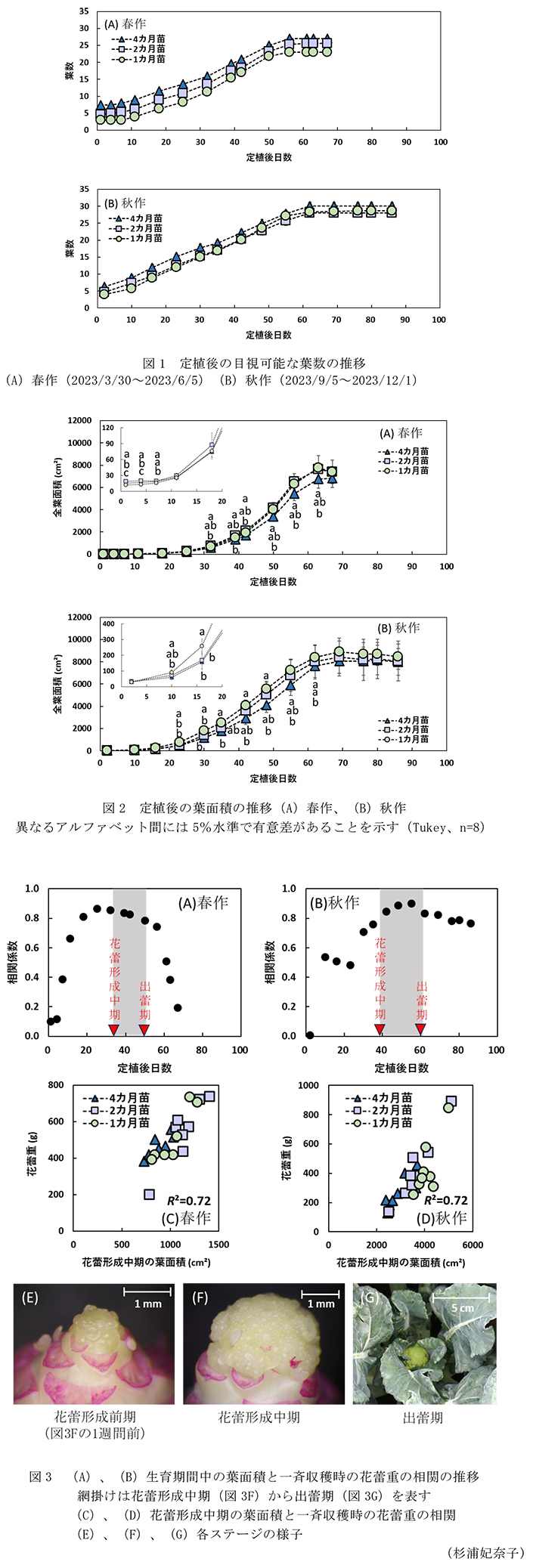 図1 定植後の目視可能な葉数の推移,図2 定植後の葉面積の推移(A)春作、(B)秋作,図3 (A)、(B)生育期間中の葉面積と一斉収穫時の花蕾重の相関の推移