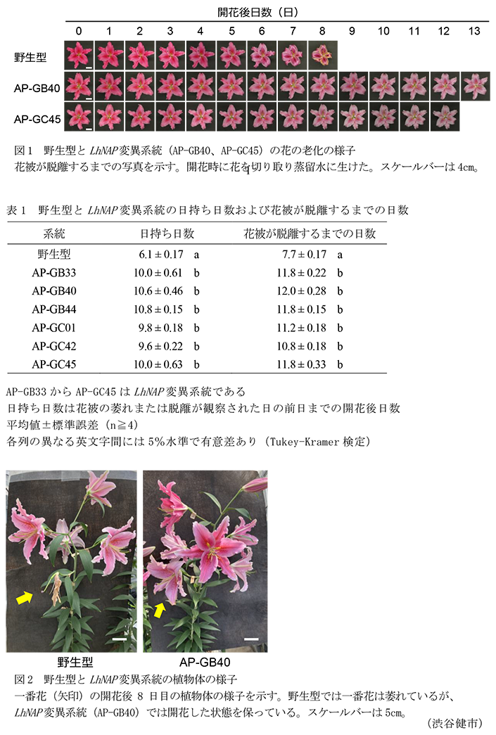 図1 野生型とLhNAP変異系統(AP-GB40、AP-GC45)の花の老化の様子,表1 野生型とLhNAP変異系統の日持ち日数および花被が脱離するまでの日数,図2 野生型とLhNAP変異系統の植物体の様子