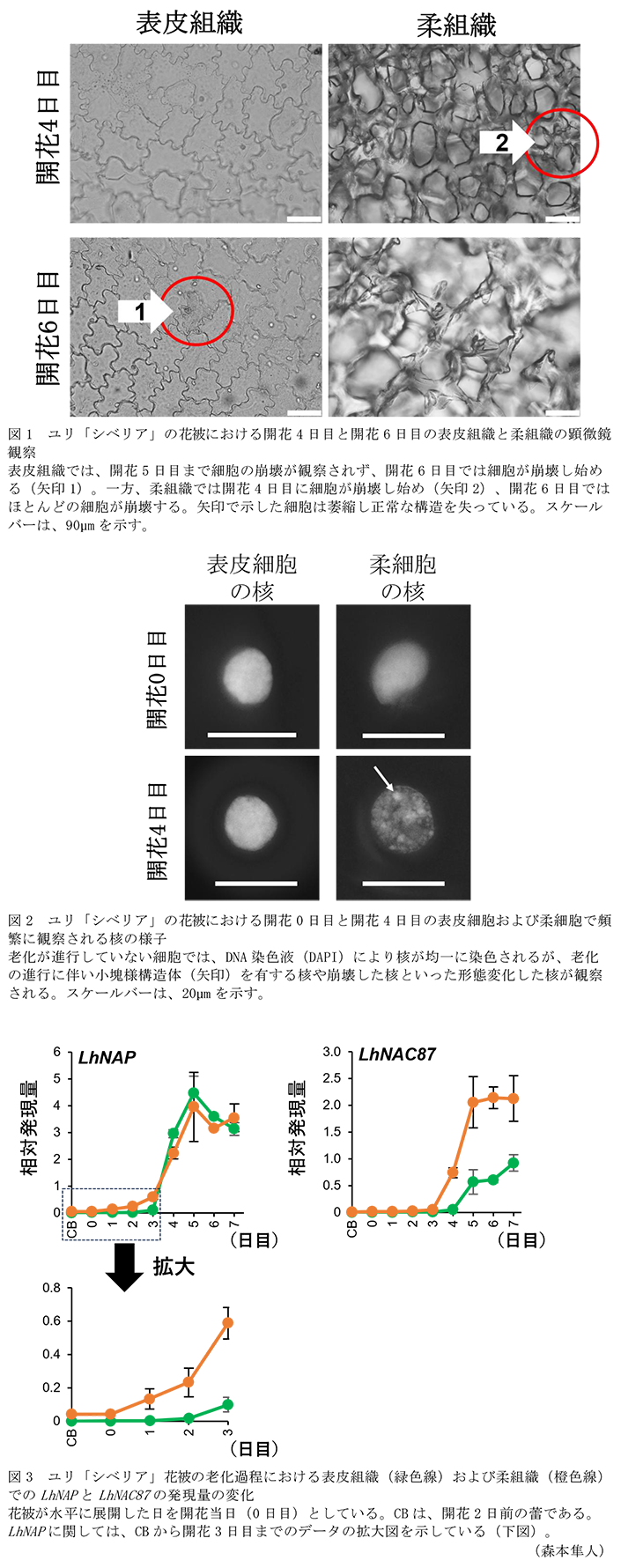 図1 ユリ「シベリア」の花被における開花4日目と開花6日目の表皮組織と柔組織の顕微鏡観察,図2 ユリ「シベリア」の花被における開花0日目と開花4日目の表皮細胞および柔細胞で頻繁に観察される核の様子,図3 ユリ「シベリア」花被の老化過程における表皮組織(緑色線)および柔組織(橙色線)でのLhNAPとLhNAC87の発現量の変化