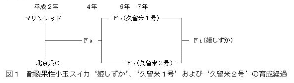 図1 耐裂果性小玉スイカ'姫しずか'、'久留米1号'および'久留米2号'の育成経過