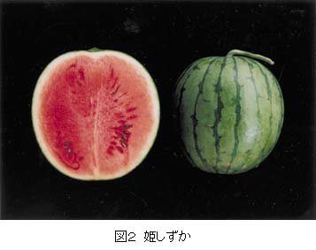 図2 姫しずか