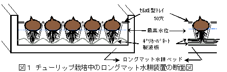 図1 チューリップ栽培中のロングマット水耕装置の断面図