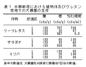 表1 水耕栽培における植物体およびウレタン培地での大腸菌の生存