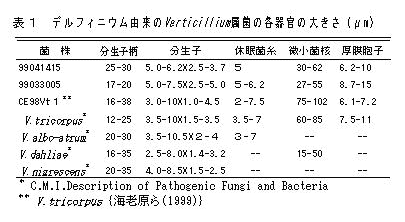 表1 デルフィニウム由来のVerticilliumの各器官の大きさ