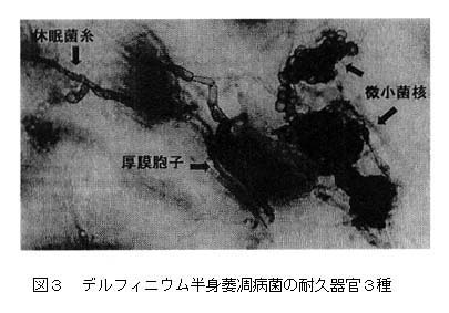 図3 デルフィニウム半身萎凋病菌の耐久器官3種