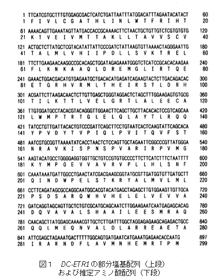 図1 CD-ETR1の部分塩基配列(上段)および推定アミノ酸配列(下段)