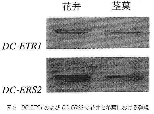 図2 DC-ETR1およびDV-ERS2の花弁と茎葉における発現