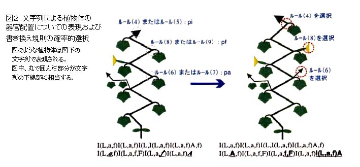 図2 文字列による植物体の器官配置についての表現および書き換え規則の確率的選択