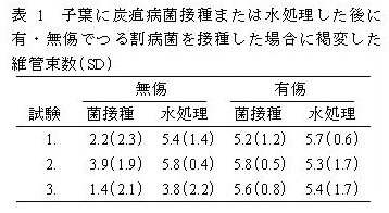 表1 子葉に炭疽病菌接種または水処理した後に有・無傷でつる割病菌を接種した場合に褐変した維管束数