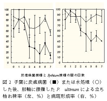 図2 子葉に炭疽病菌または水処理した後、胚軸に接種したP.ultimumによる立ち枯れ株率と病斑形成率