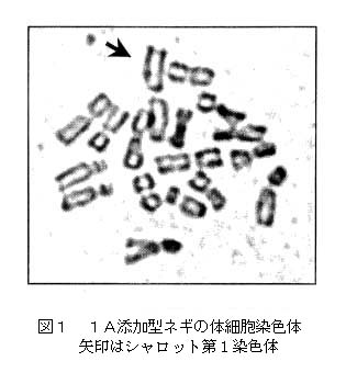 図1 1A添加型ネギの体細胞染色体