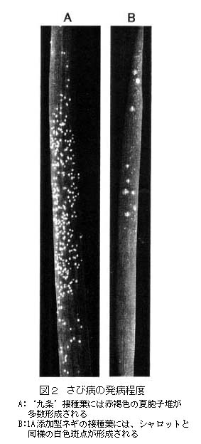 図2 さび病の発病程度