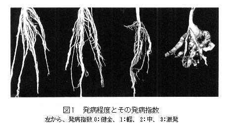 図1 発病程度とその発病指数