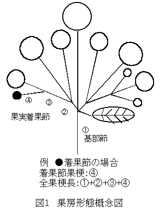 図1 果房形態概念図