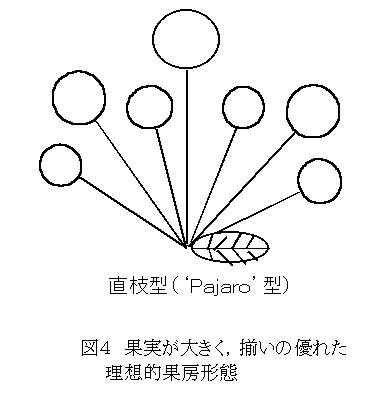 図4 果実が大きく、揃いの優れた理想的果房形態