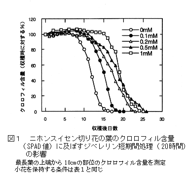 図1 ニホンスイセン切り花の葉のクロロフィル含量(SPAD値)に及ぼすジベレリン短期間処理(20時間)の影響