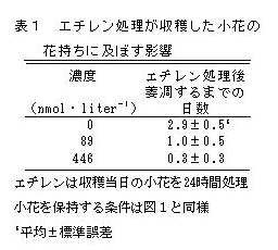 表1 エチレン処理が収穫した小花の花持ちに及ぼす影響