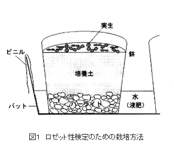 図1 ロゼット性検定のための栽培方法