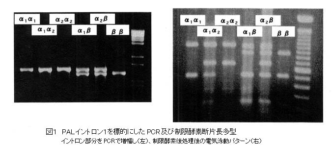 図1 PALイントロン1を標的にしたPCR及び制限酵素断片長多型