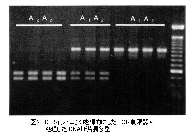図2 DFRイントロン3を標的にしたPCR制限酵素処理したDNA断片長多型