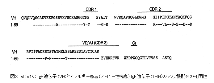 図3 MDe1のIgE遺伝子(VH)とアレルギー患者(アトピー性喘息)IgE遺伝子(1-69)のアミノ酸配列の相同性