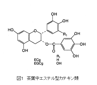 図1 茶葉中エステル型カテキン類