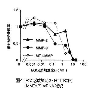 図4 EGCg添加時のHT1080内MMPsのmRNA発現