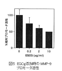 図5 EGCg添加時のMMP-9プロモータ活性