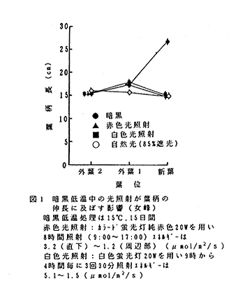 図1 暗黒低温中の光照射が葉柄の伸長に及ぼす影響