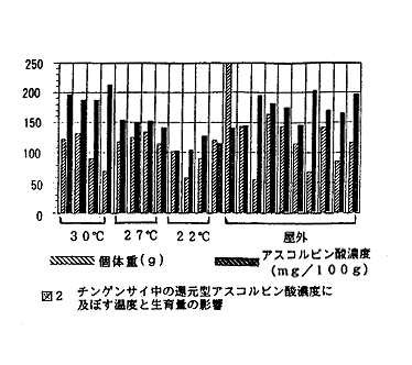 図2 チンゲンサイ中の還元型アスコルビン酸濃度に及ぼす温度と生育量の影響