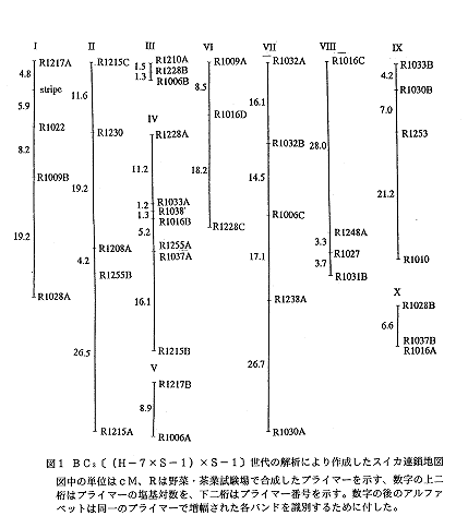 図1 BC3[(H-7×S-1)×s-1]世代の解析により作成したスイカ連鎖地図