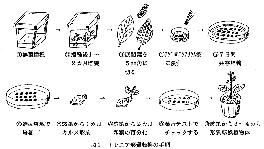 図1 トレニア形質転換の手順