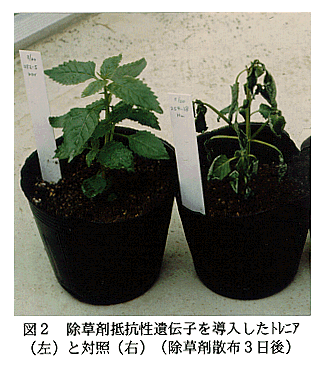 図2 除草剤抵抗性遺伝子を導入したトレニア(左)と対照(右)