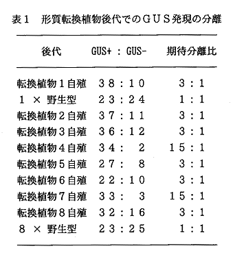 表1 形質転換植物後代でのGUS発現の分離