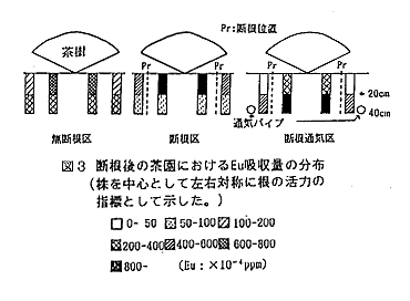 図3 断根後の茶園におけるEu吸収量の分布
