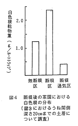 図4 断根後の茶園における白色根の分布