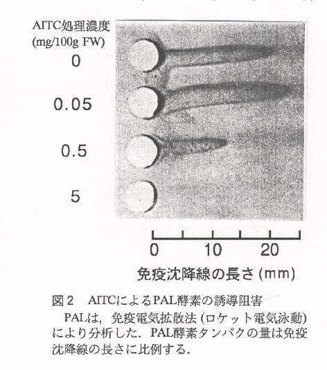 図2.AITCによるPAL酵素の誘導阻害